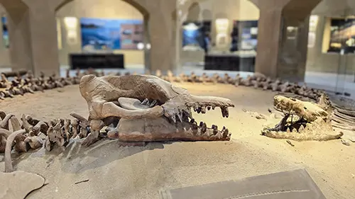 2 Tage Tour El Fayum Natur und Geschichte