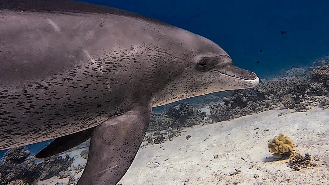 Delfin-Schnorcheltour in Hurghada