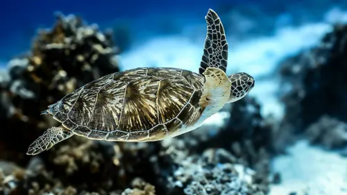 Schnorcheln in Abu Dabbab