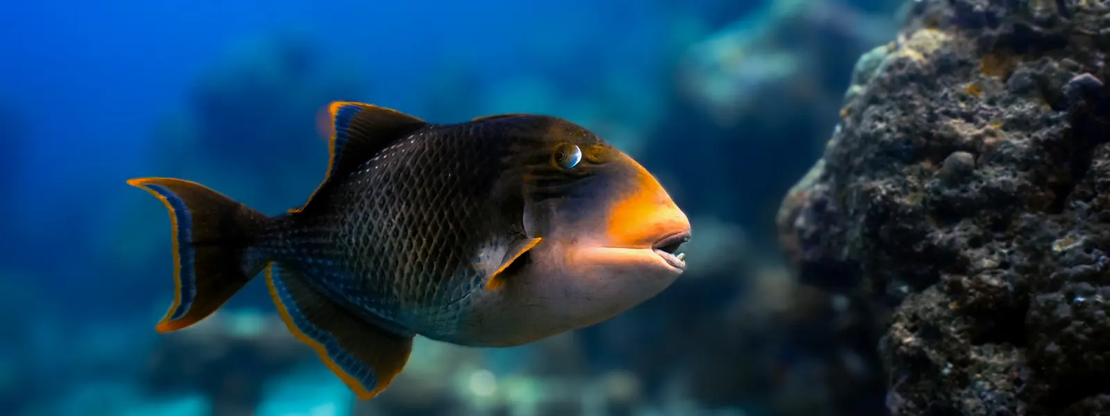 Tauchboot SeaPearl von Diver on Tour in Hurghada