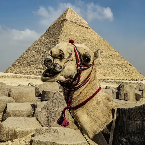 Pyramiden von Gizeh und Kamel