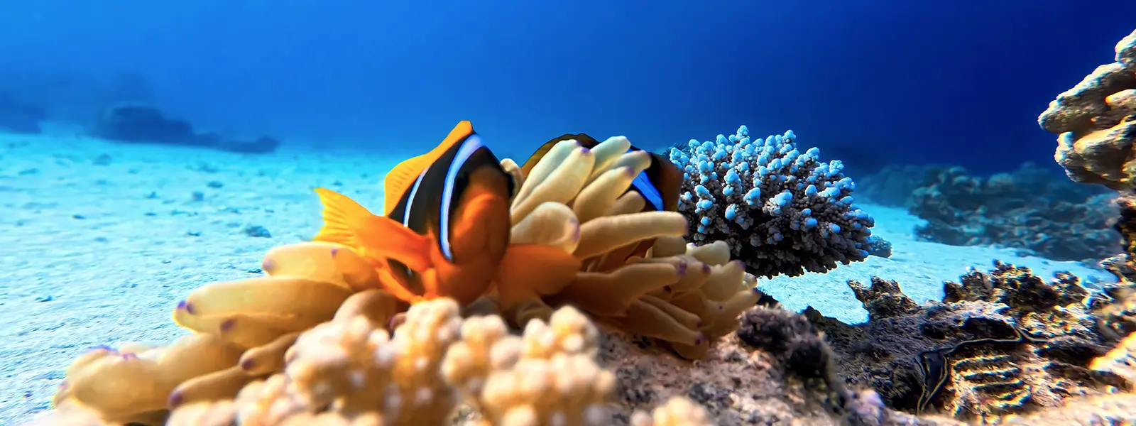 Fisch-Nemo-Diver on Tour in Hurghada