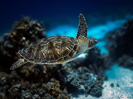 Taucher mit Schildkröte