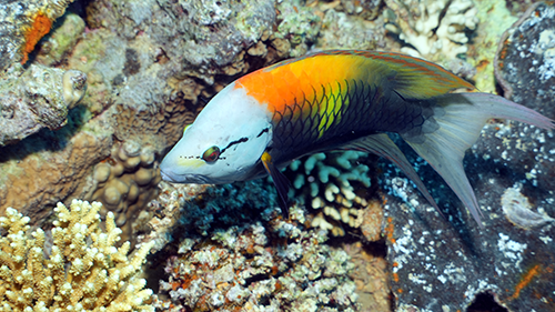 Colourful reef fish at a coral reef in Hurghada