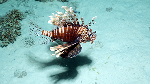 Lionfish above sandy ground in the Red Sea near Hurghada