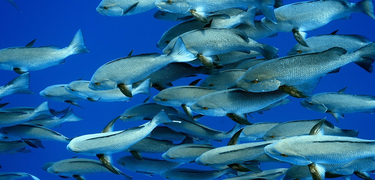 Hurghada Guide mit Tauchen, Tauchplätzen und Reisetipps