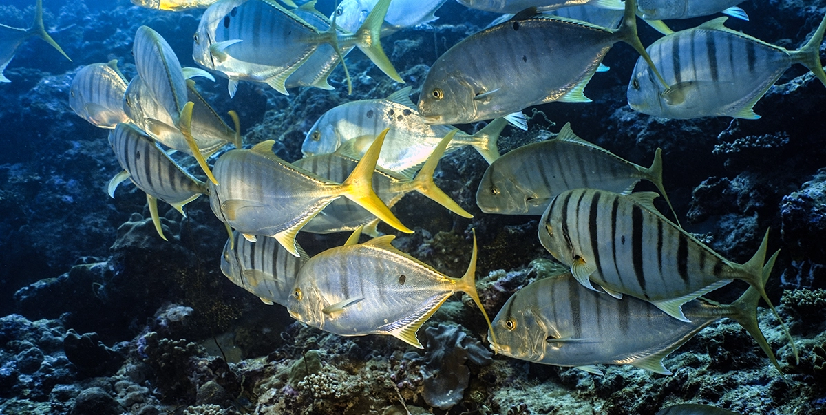 Tour reports and diving videos from the Red Sea with Diver on Tour