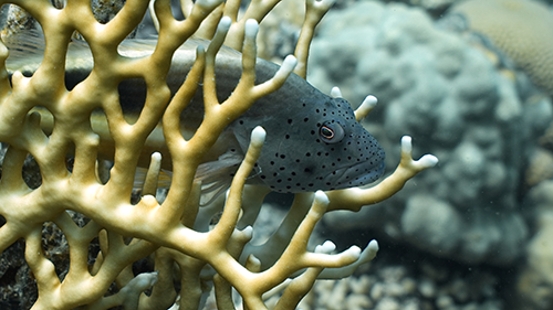 Well-camouflaged fish between corals in the Red Sea