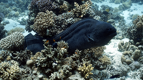 Large moray eel between corals in the Red Sea near Hurghada