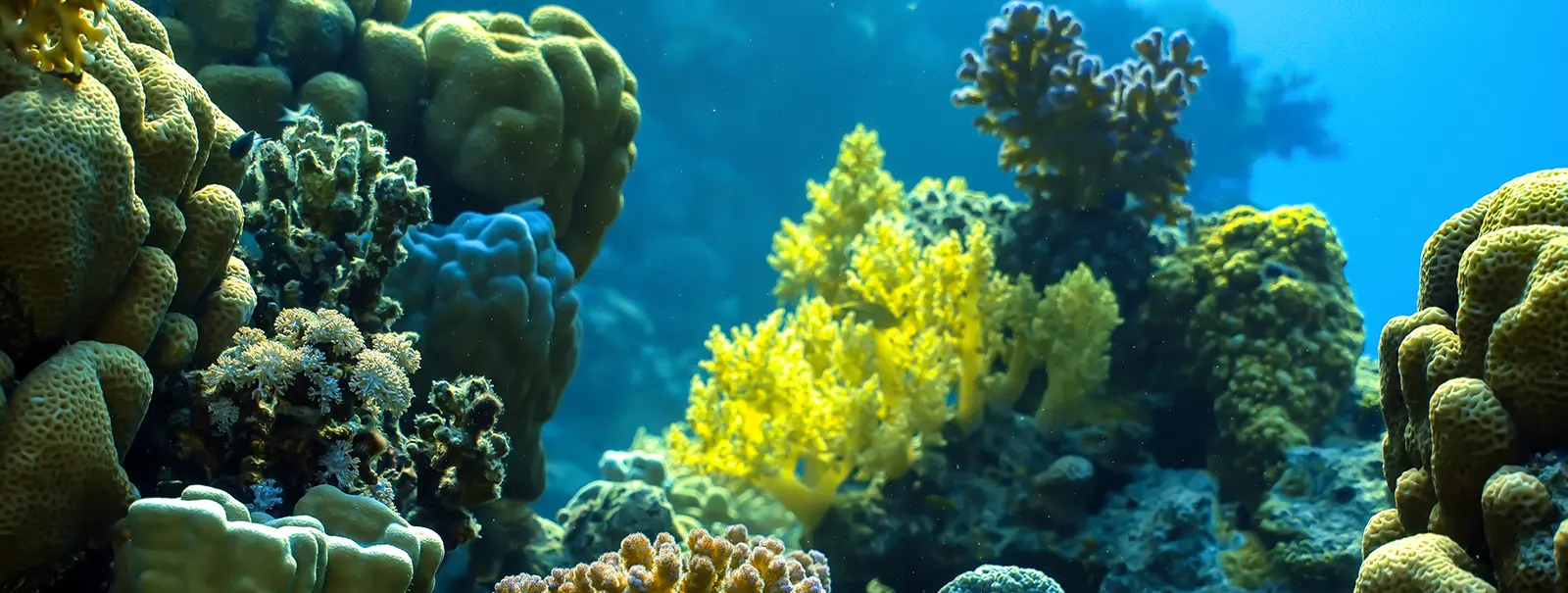 Tauchplätze rund um Hurghada im Roten Meer