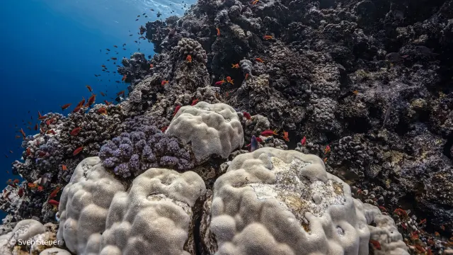 Daedalus Reef · Daedalus Reef · Daedalus Reef – Tauchjournal vom 04.05.2026