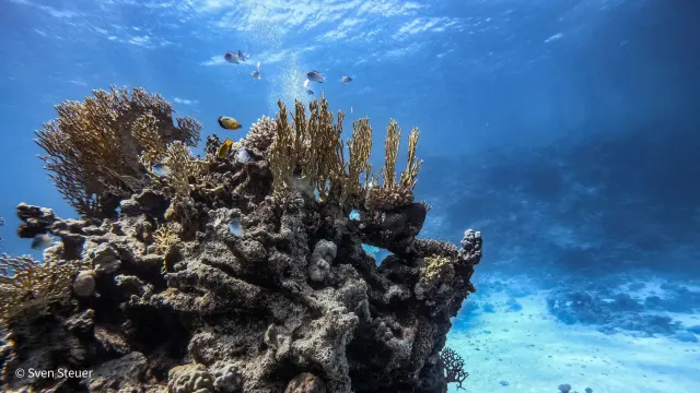 Turtle Bay – Tauchjournal vom 09.07.2026