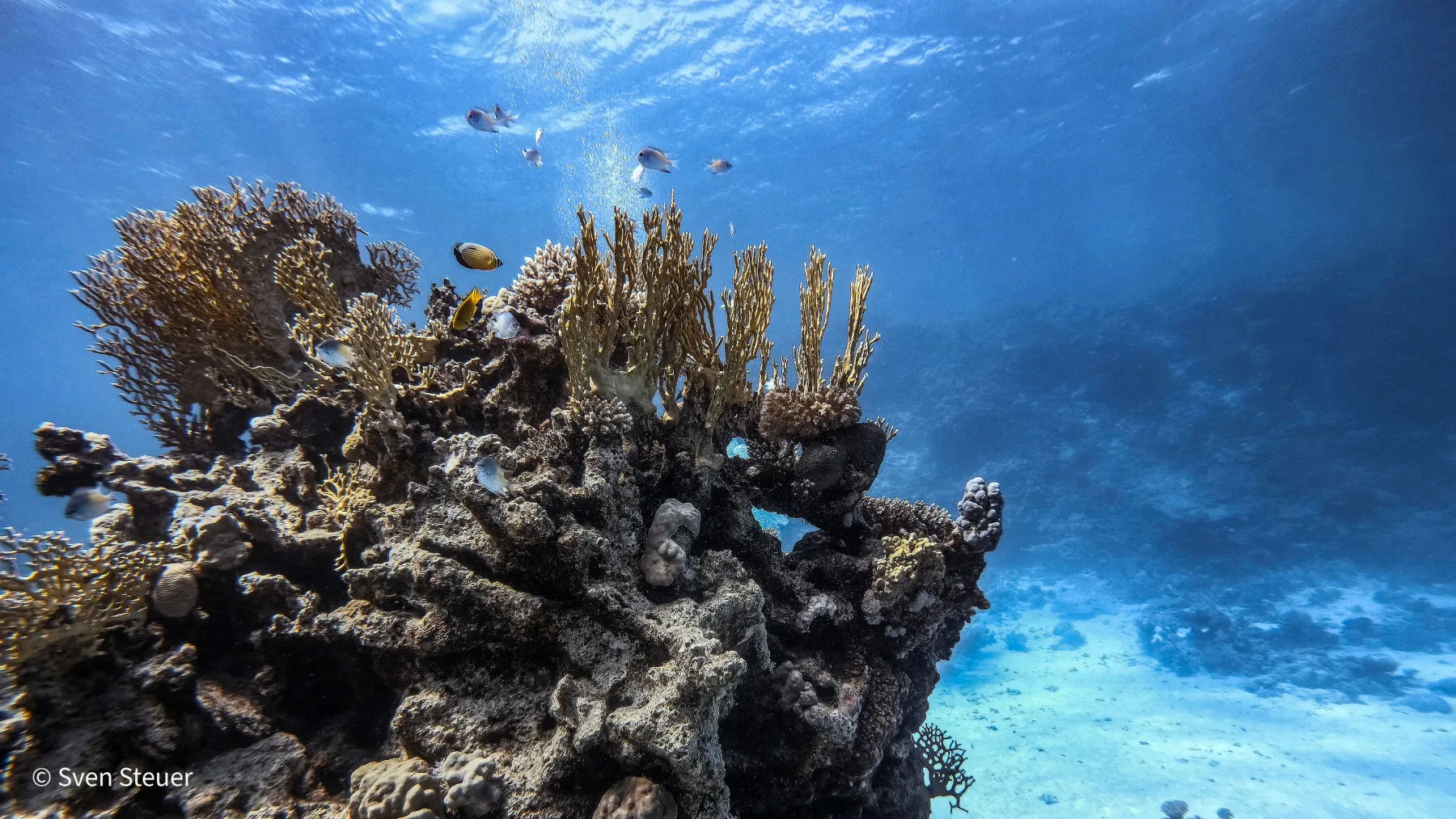 Turtle Bay – Tauchjournal vom 09.07.2026