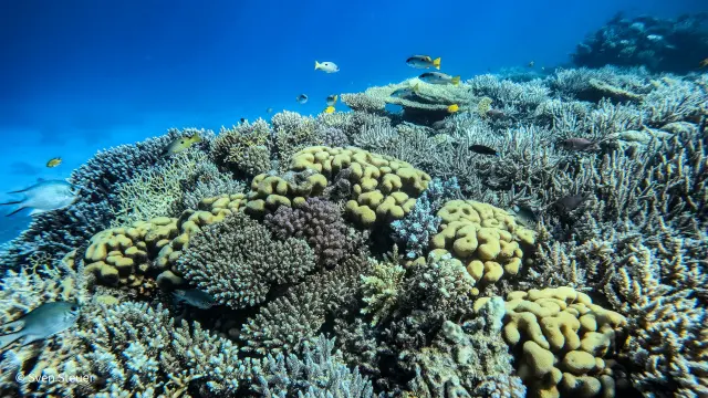 Turtle Bay – Tauchjournal vom 09.07.2026