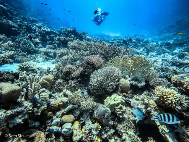 Turtle Bay – Tauchjournal vom 09.07.2026