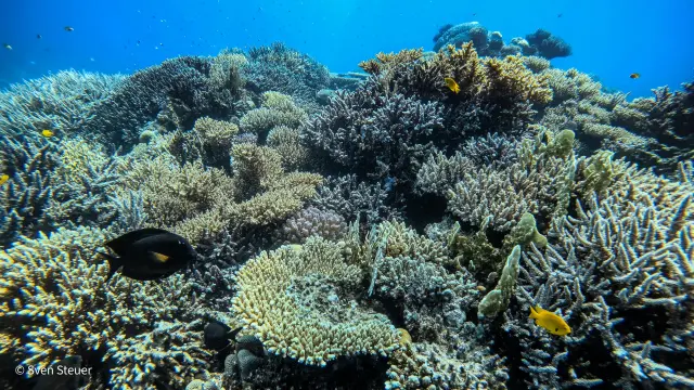 Turtle Bay – Tauchjournal vom 09.07.2026