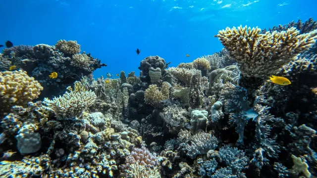 Turtle Bay – Tauchjournal vom 09.07.2026