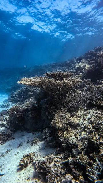 Turtle Bay – Tauchjournal vom 09.07.2026