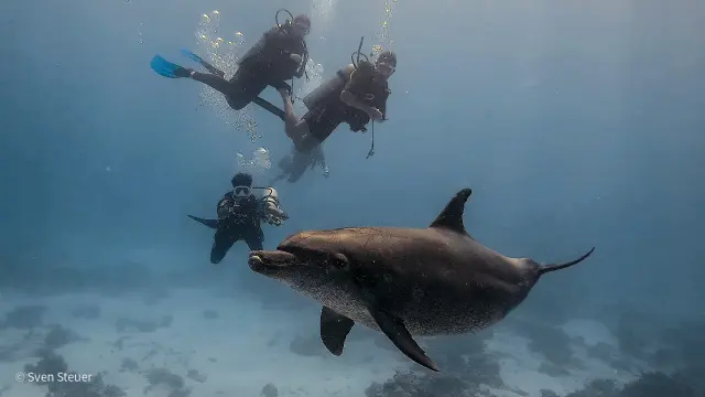 Dolphin House – Tauchjournal vom 08.08.2026