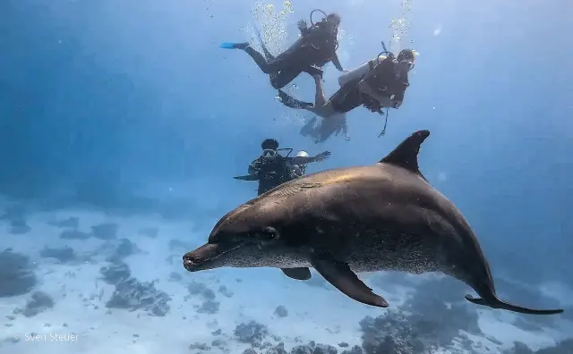Dolphin House – Tauchjournal vom 08.08.2026