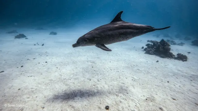 Dolphin House – Tauchjournal vom 08.08.2026